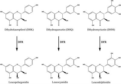 A Root-Preferential DFR-Like Gene Encoding Dihydrokaempferol Reductase Involved in Anthocyanin Biosynthesis of Purple-Fleshed Sweet Potato